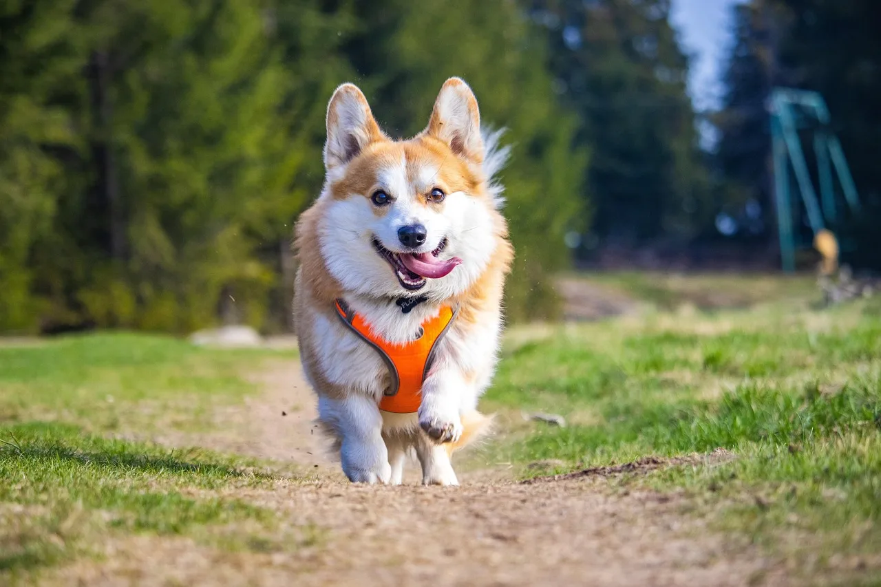 Welsh corgi wearing a dog harness on a walk outdoors