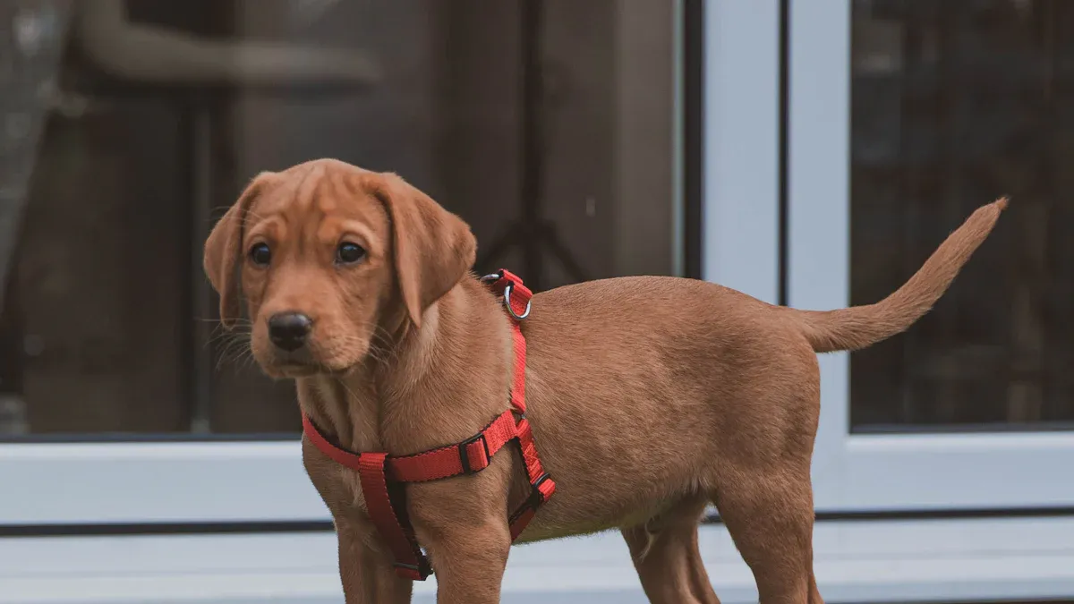 How to Measure and Fit Dogs for a New Collar