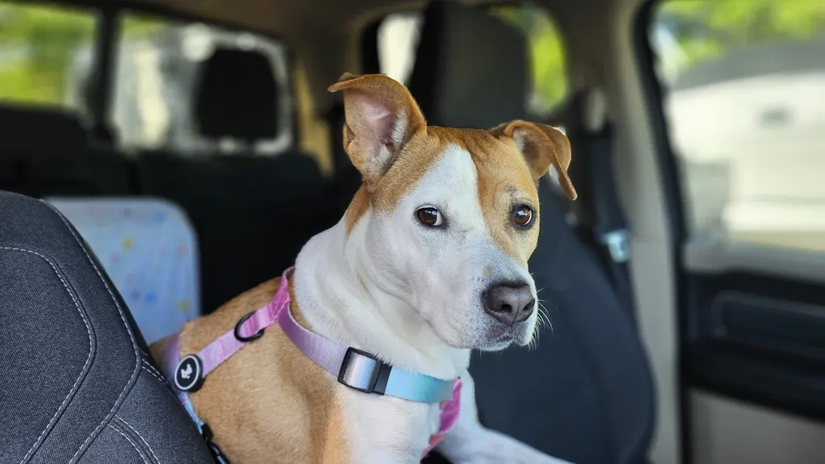 Safety Features in Dog Car Seats