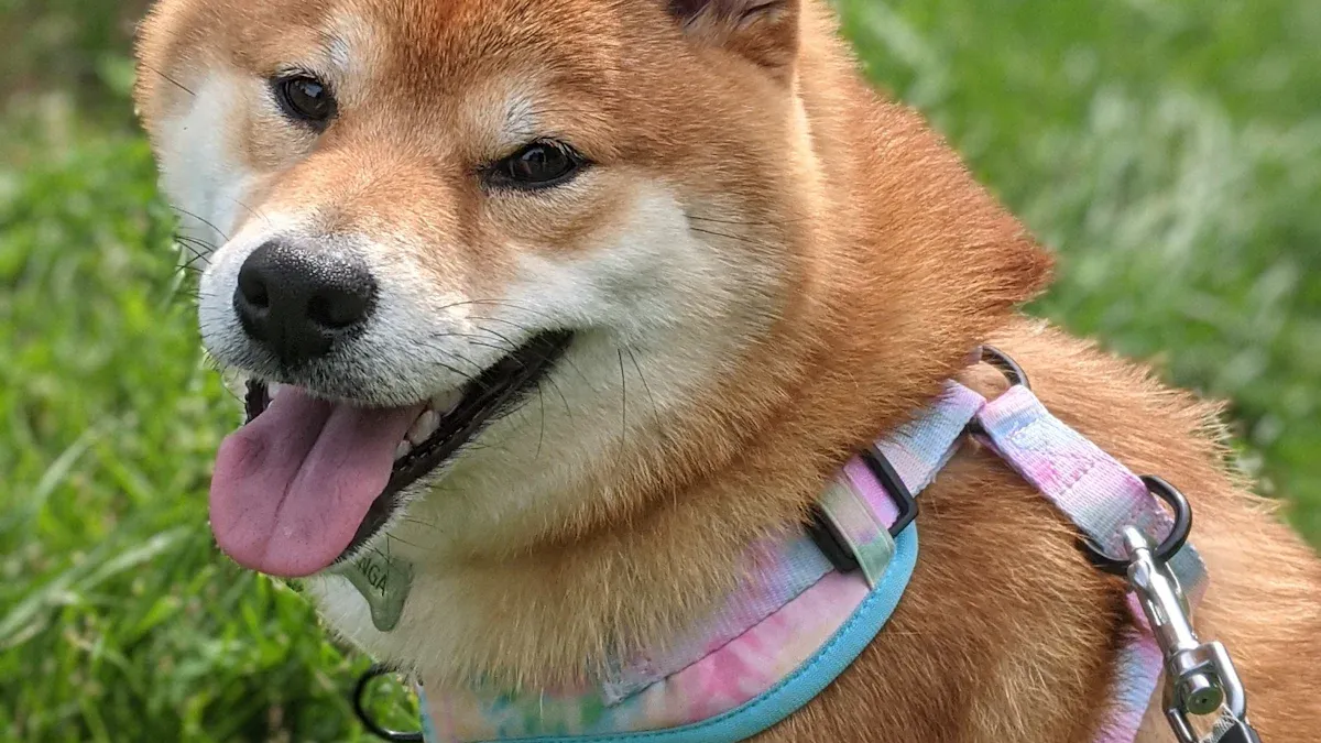 Dog Collar and Leash Sets Types for Pet Businesses