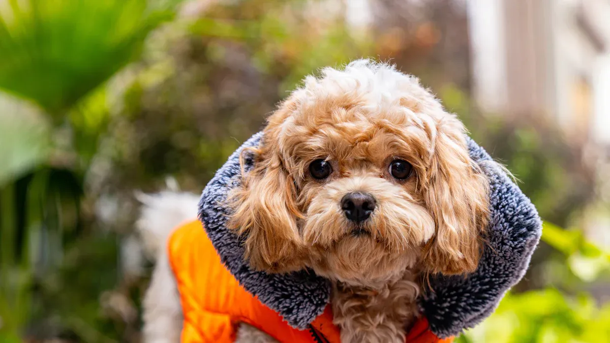 Key Features of Dog Life Vests