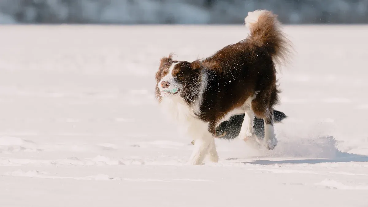 Dog Life Jackets: Safety & Design Checklist