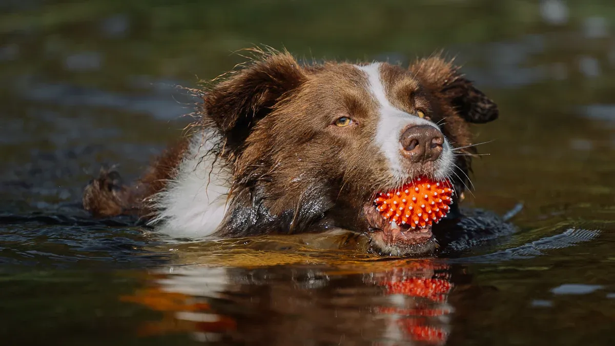 Drowning Risks: Not All Dogs Swim Well