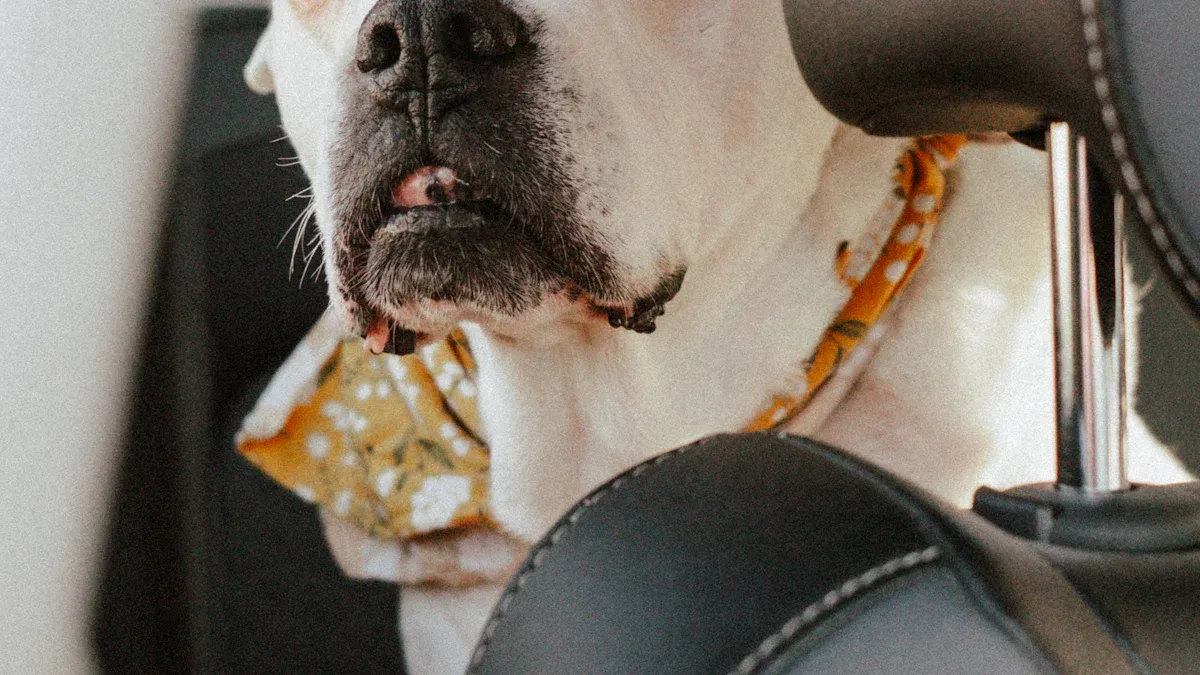 Dog Travel Safety Tips