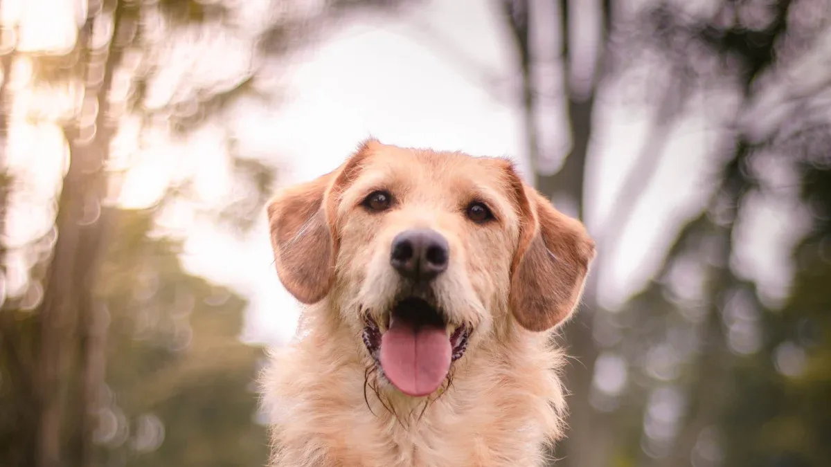 Installing and Using Dog Seat Belts Correctly