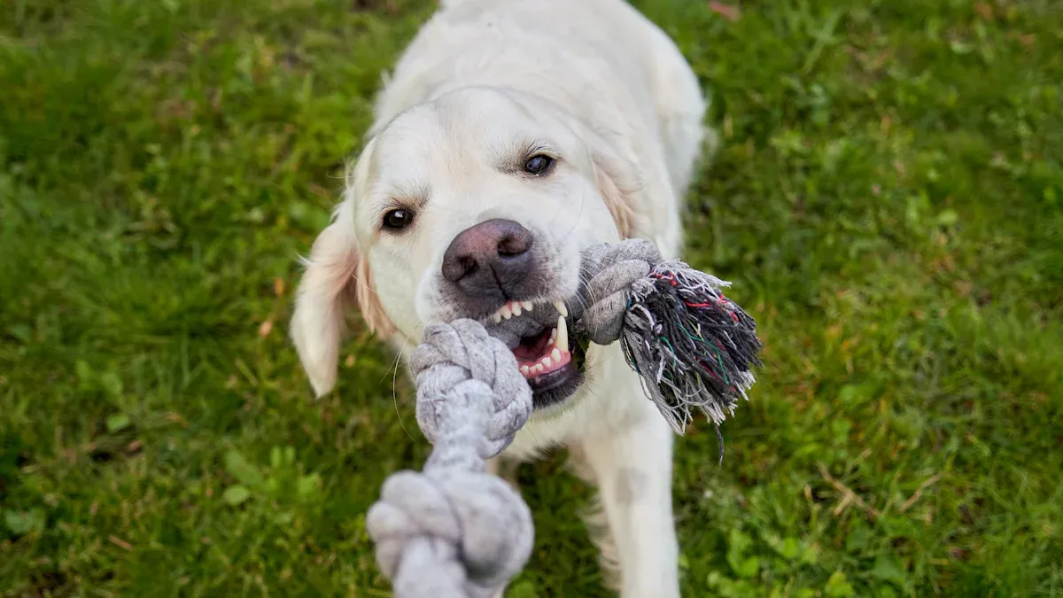 Dog playing tug with a rope toy on grass