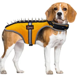 Beagle standing in profile wearing a yellow spiked dog protective vest with a black neck guard on a white background.