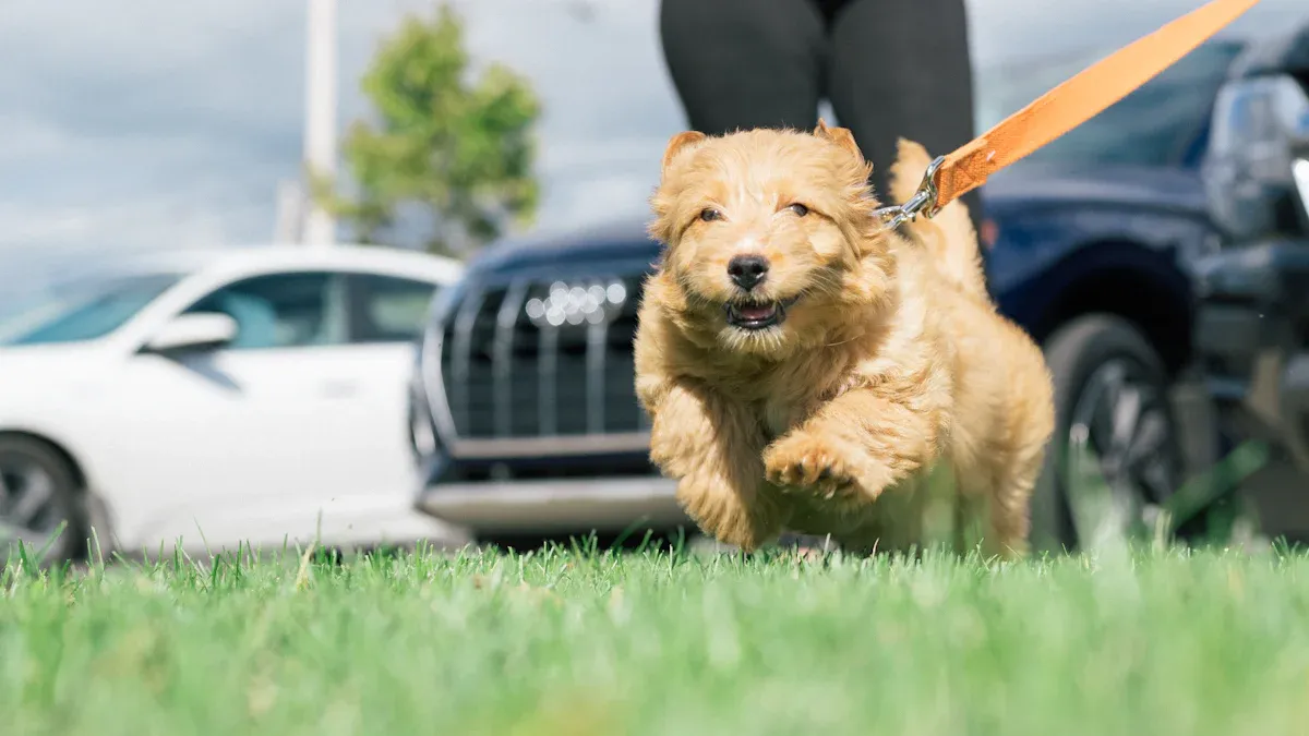 Activity Level and Breed Considerations