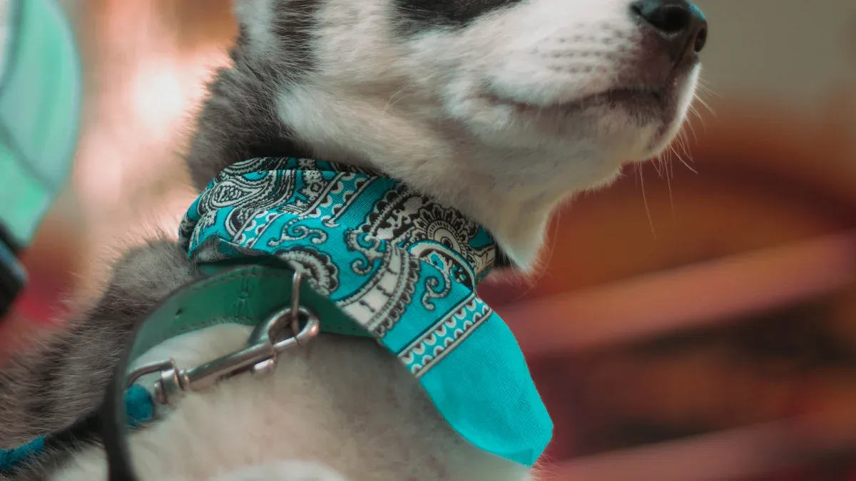 Cute Dog Collars: Styles and Trends