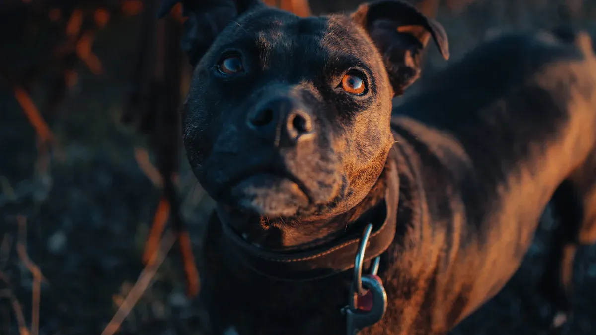 Materials and Hardware for Cute Dog Collars