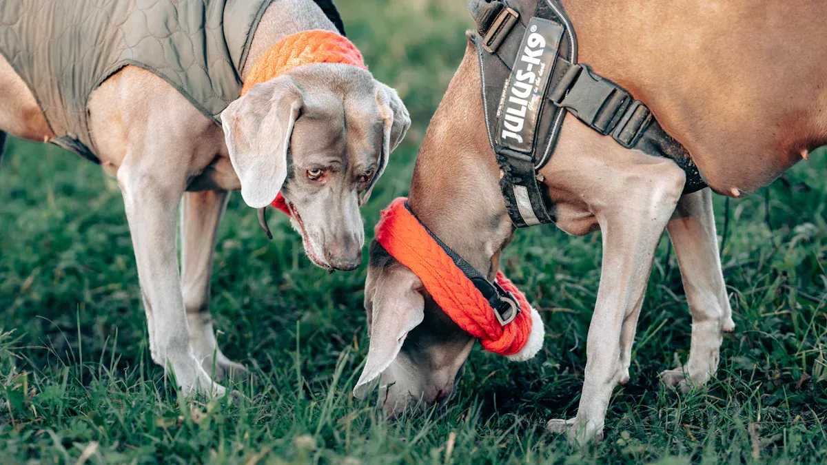 Best Overall Durable Collar