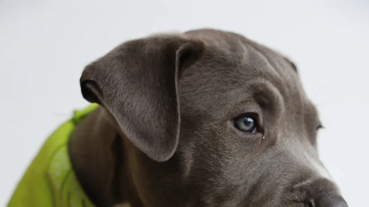 Micro-Width Options for Collars for Little Dogs