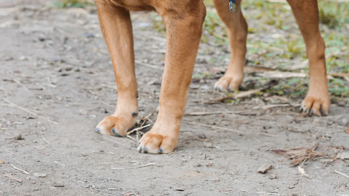 Visual cues for sizing large dog harnesses