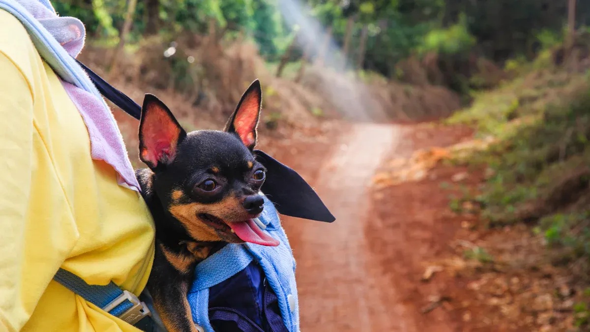 Comfort in Dog Sling Carriers