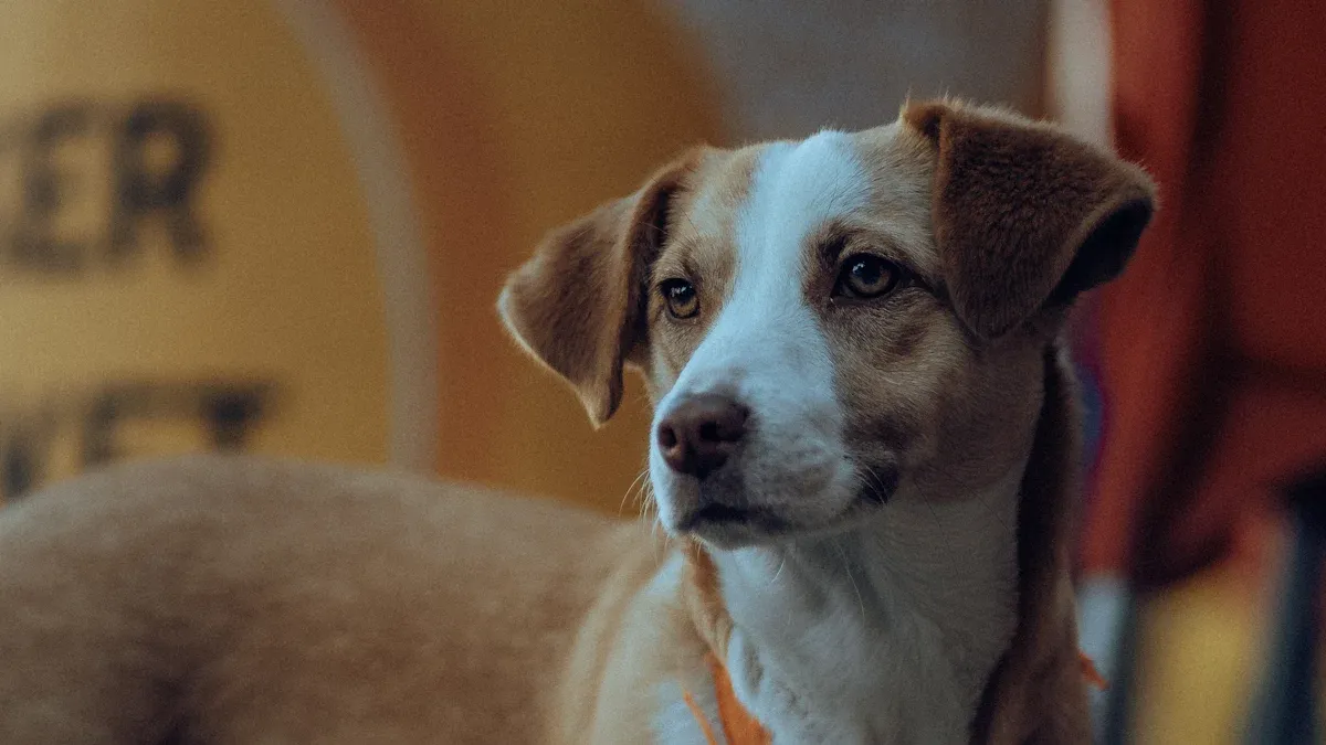 Types of Car Tethers and Dog Car Seats