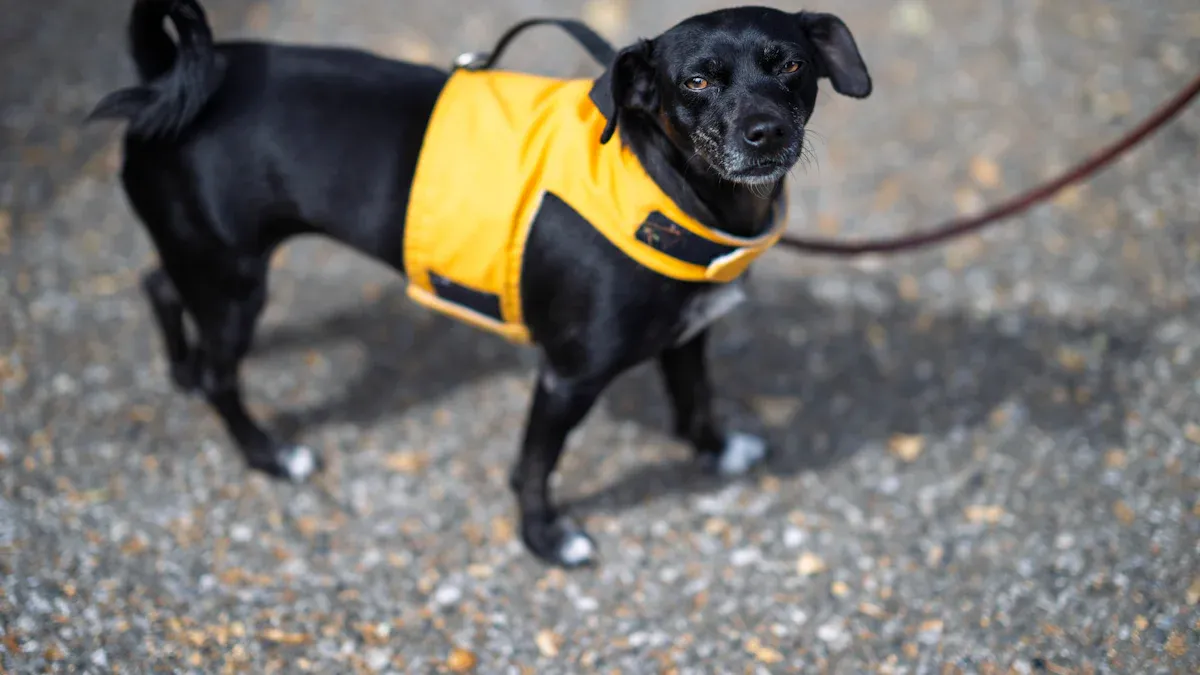 Fit and Sizing for Your Dog