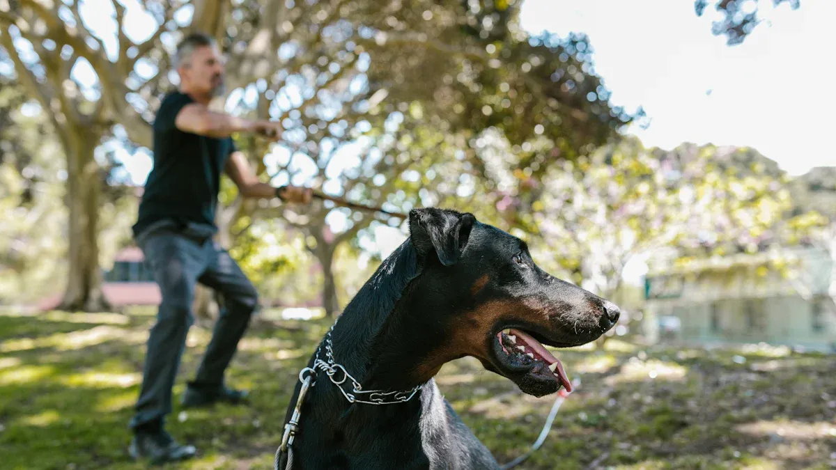 How to Select the Best Leash for Dog Training