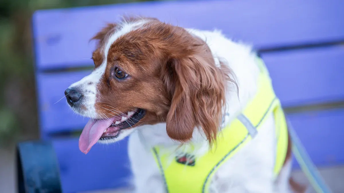 Small Dog Collar Safety Features