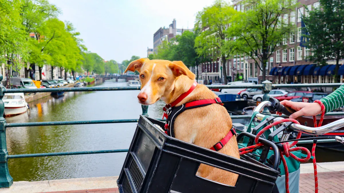 How to Carry Dog Bike: Basket, Trailer, Leash Options