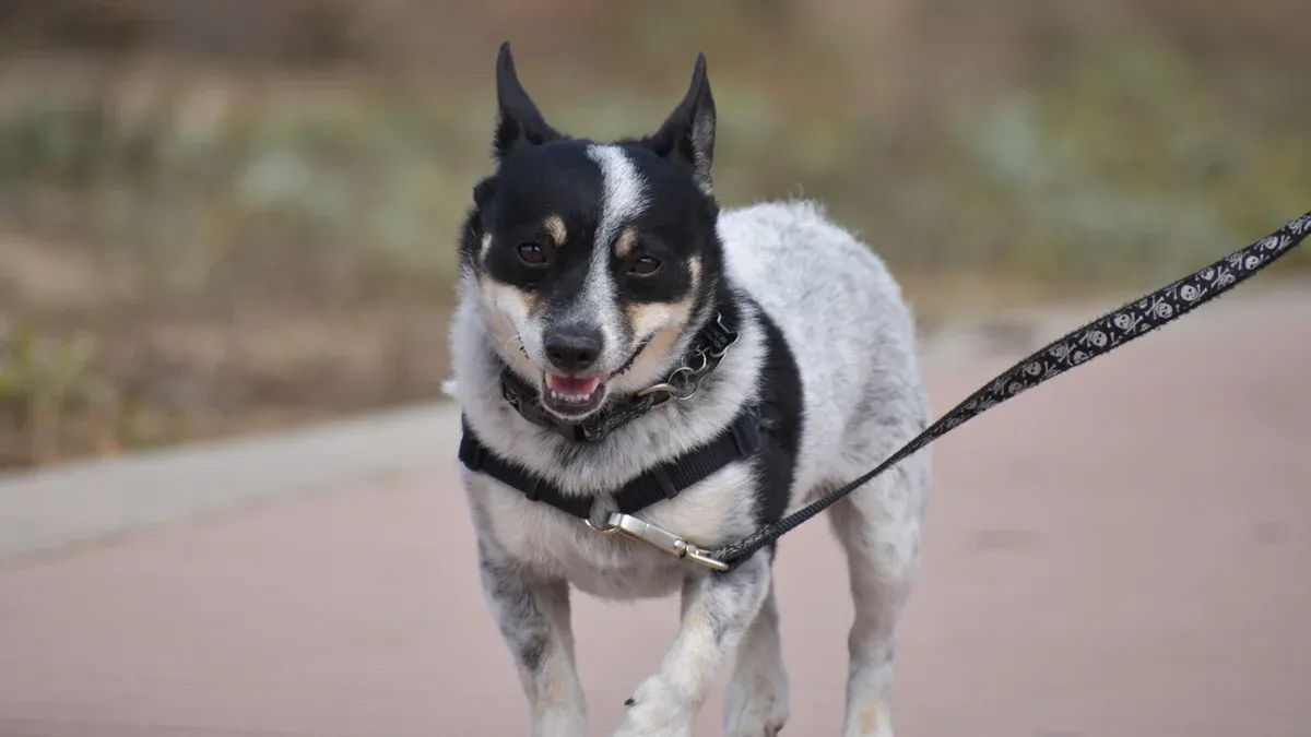 Image Alignment for Large Dog Harness