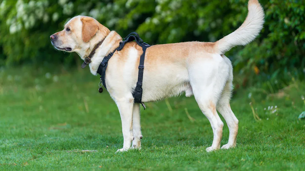 Standard measurements for large dog harnesses