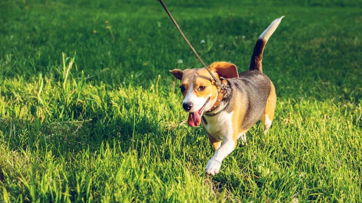 Dog Training Leash Length Taxonomy