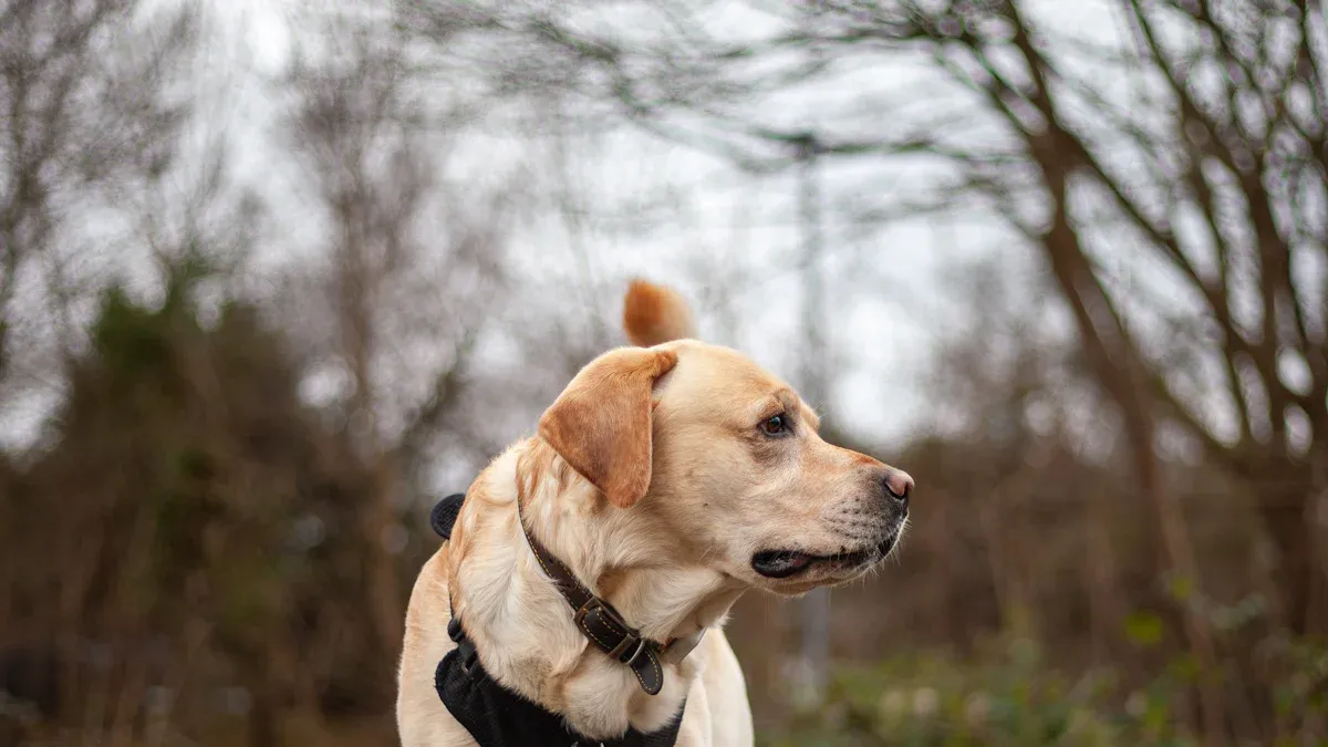 Fit Controls and Sizing Logic