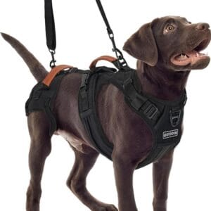 Dog wearing modular lift-assist harness with shoulder strap for hind-leg support during walking and stairs