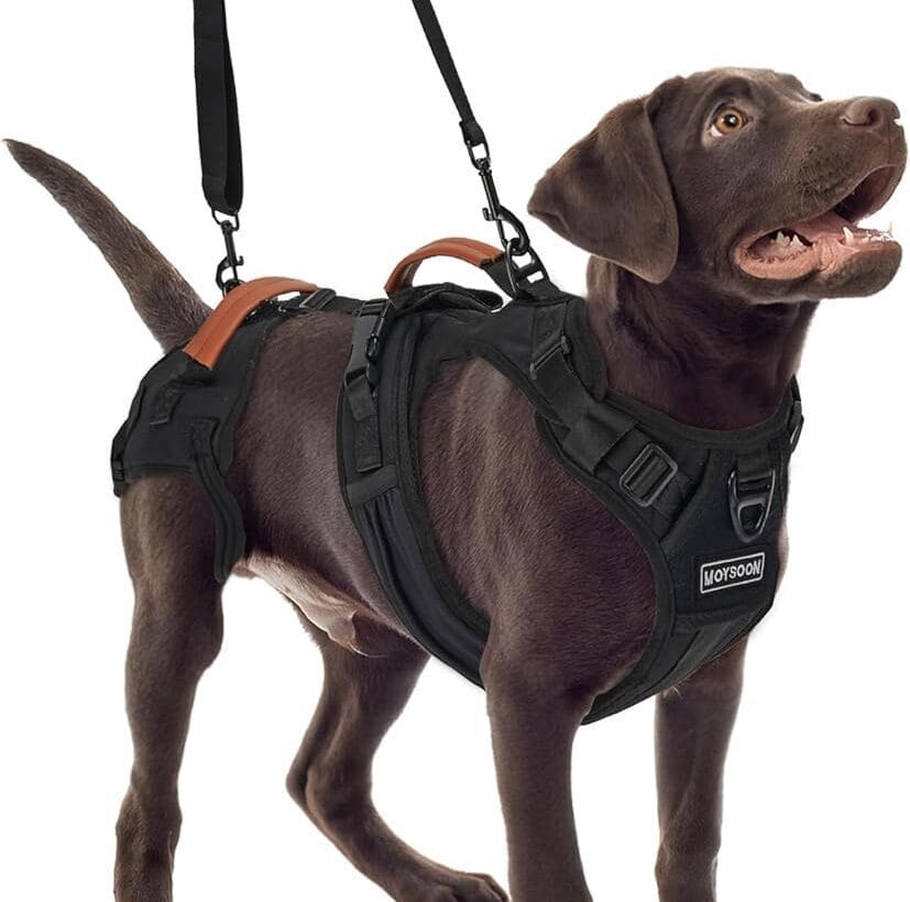 Dog wearing modular lift-assist harness with shoulder strap for hind-leg support during walking and stairs