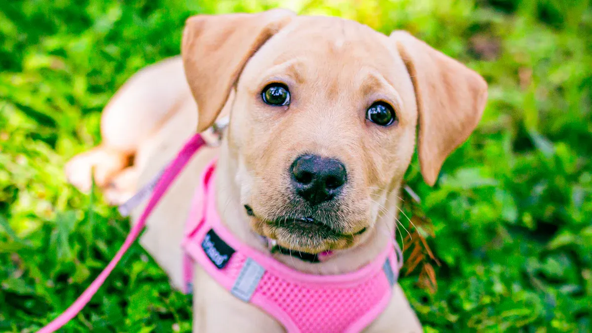 Small Dog Harness Comfort Features