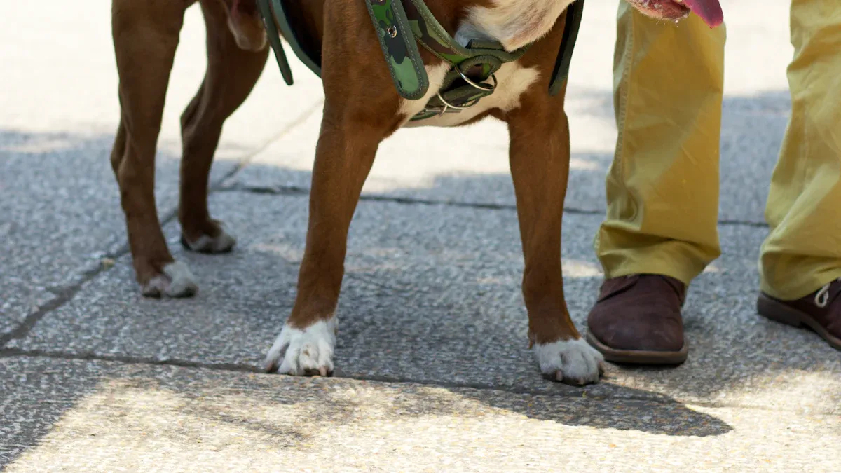 Design Features for Safer Leash Training