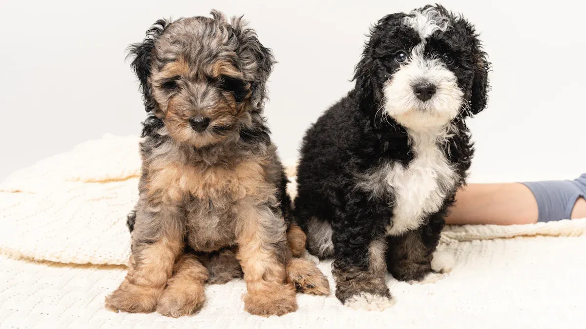 Pull Strength and Load Targets for Little Dogs