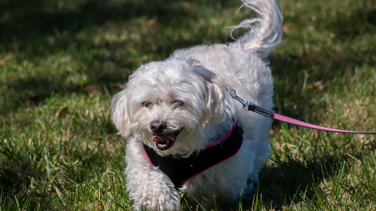 Design Features of the Best Dog Leash