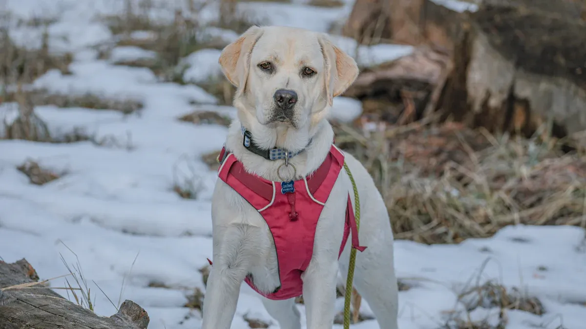 Large Dog Harness Vendor Data Mapping One Size System for Every Listing