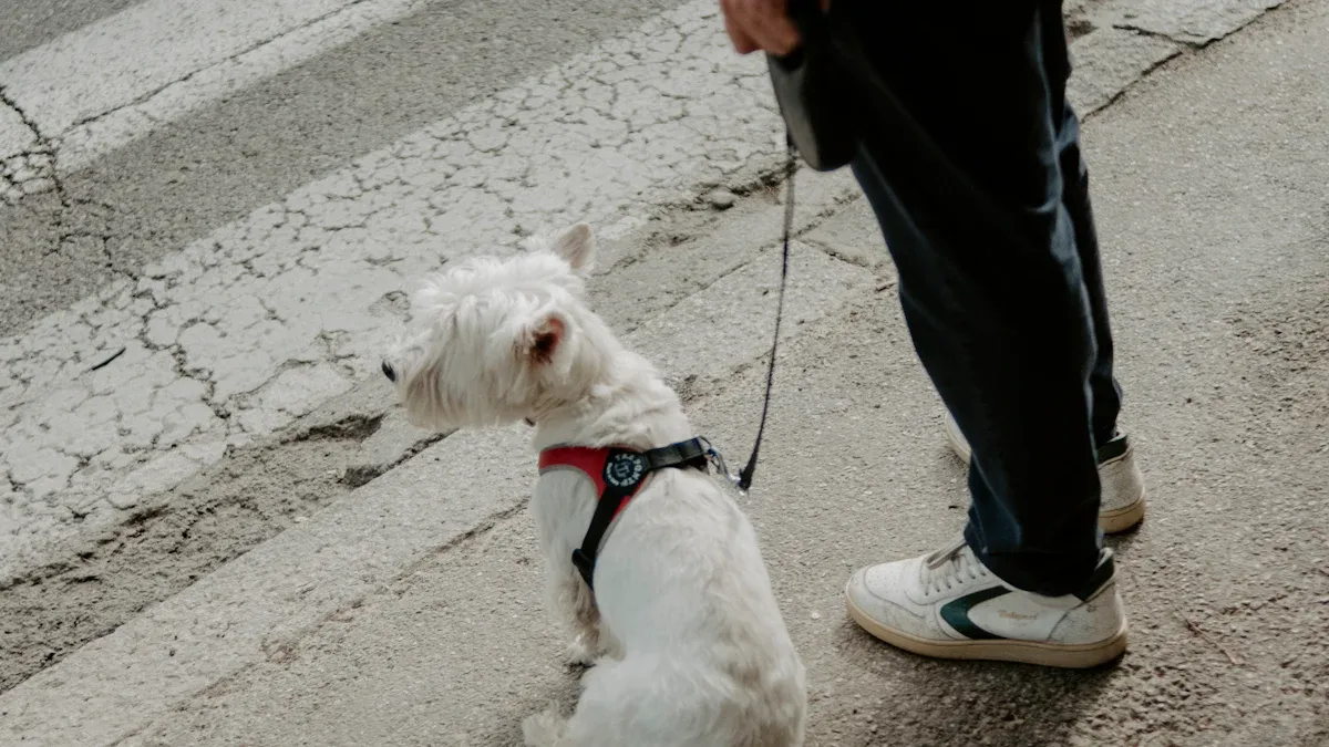 Safety Checklist Before Every Walk