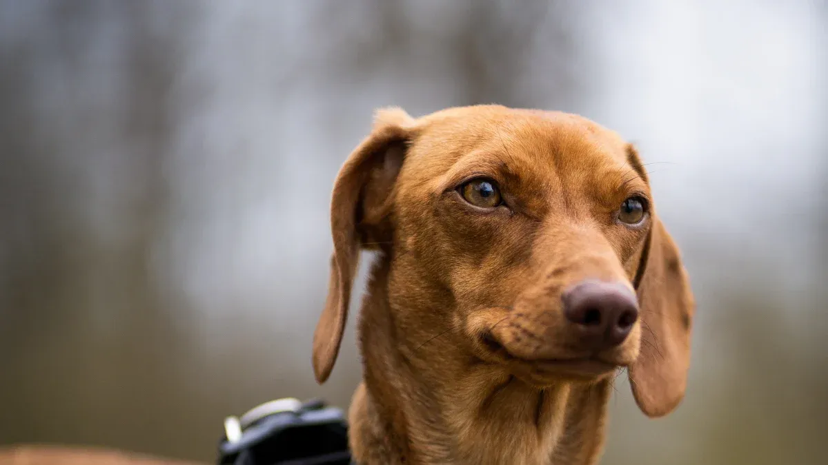 Dog Seat Belt Assortment Planning for Different Vehicle Types and Customer Segments