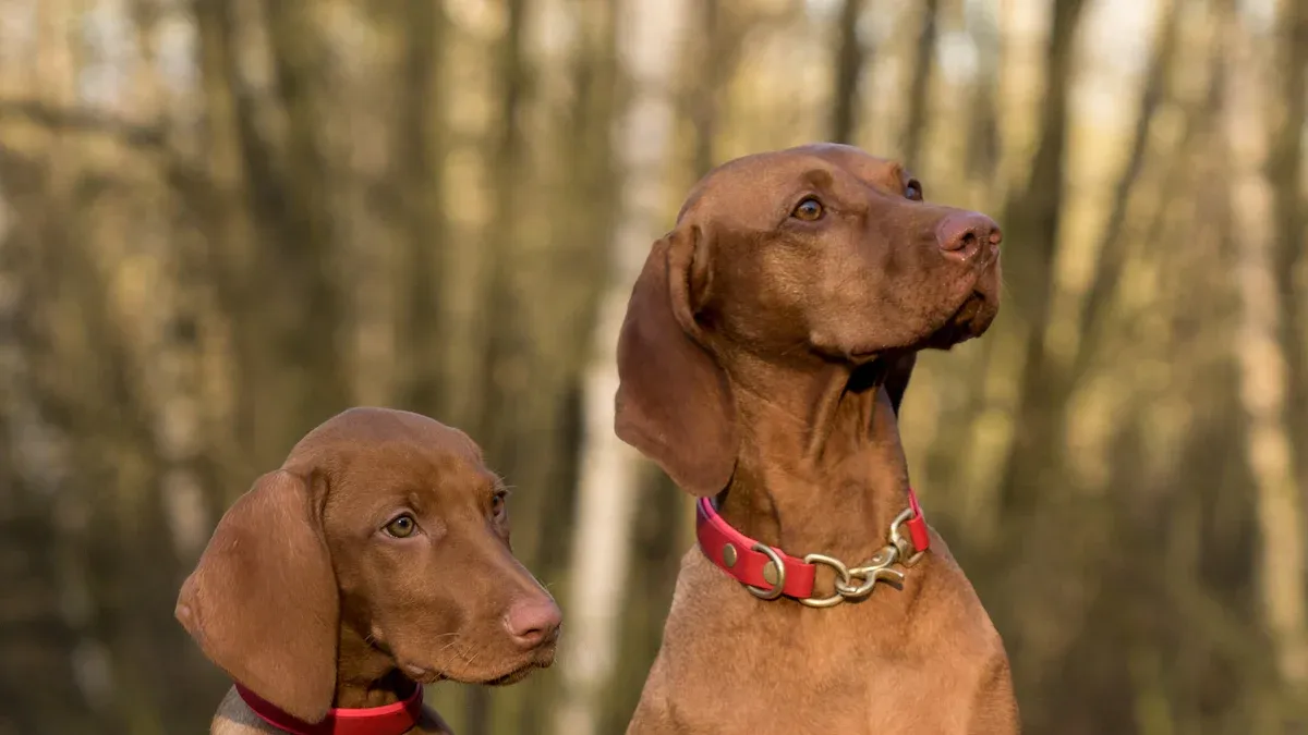 Receiving QC Gates for Dog Car Booster Seats