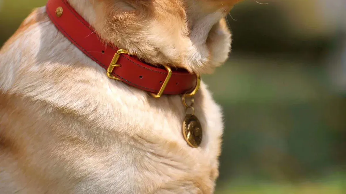 Collar width explained for little dogs