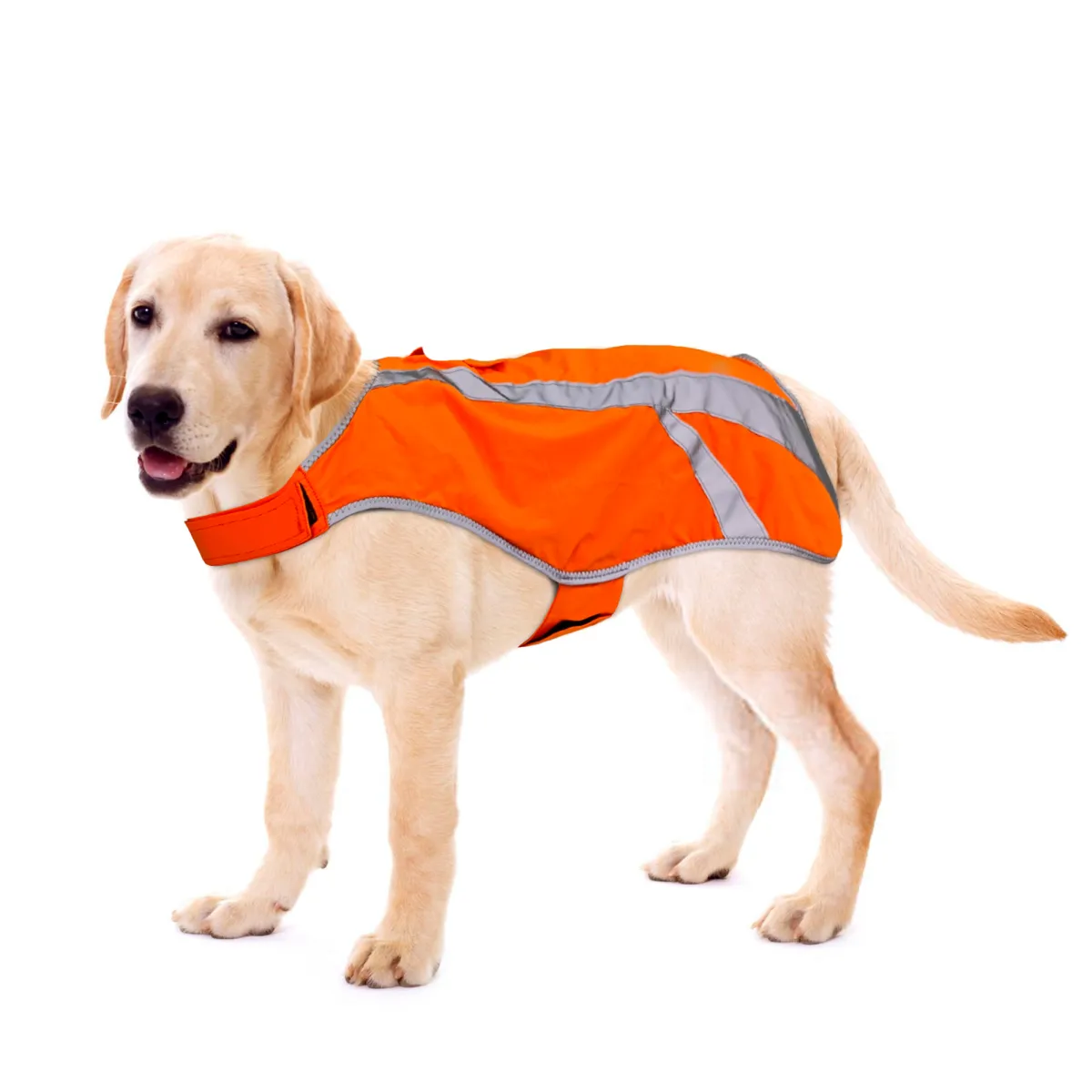 Outdoor Pet Brand Integration