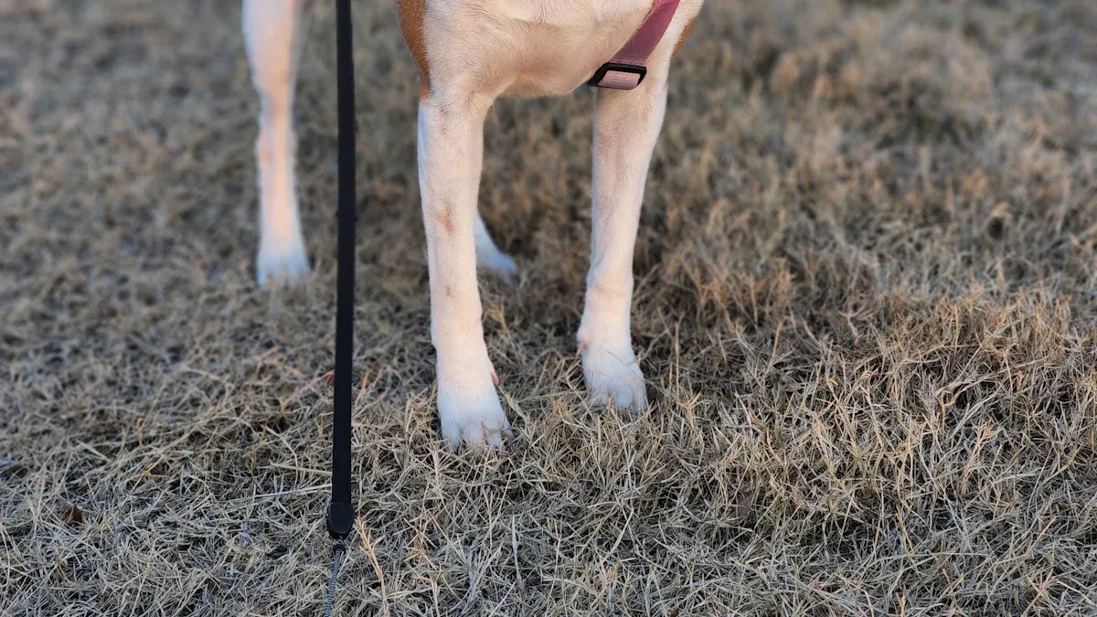 Measurement points for fitting dog harnesses