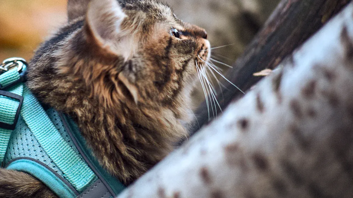 Chafe Hotspot Map for Dog Backpack Carriers