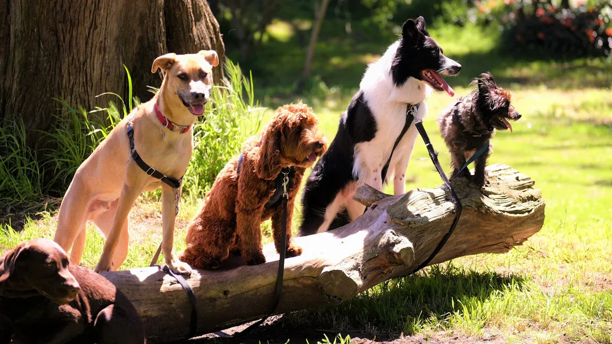 Dog Harnesses Taxonomy Structure