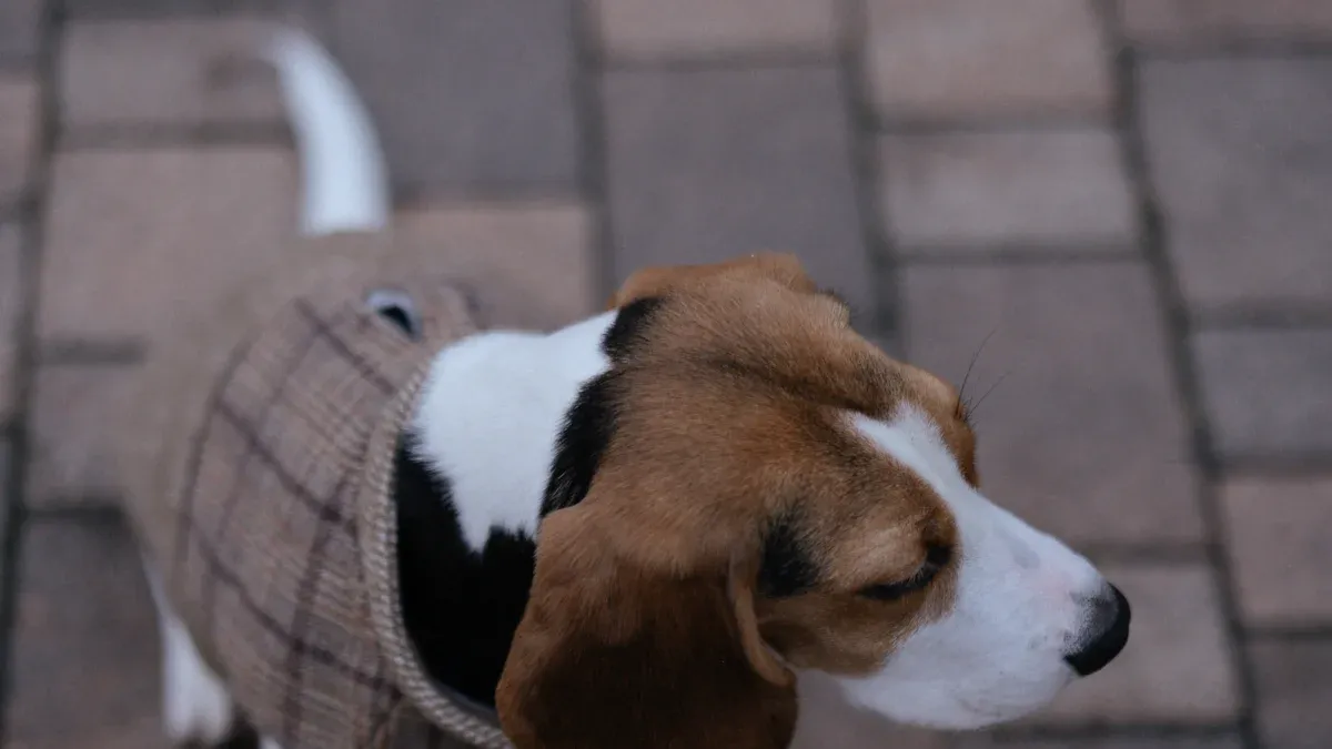 Grading Dog Wear Patterns for All Breeds