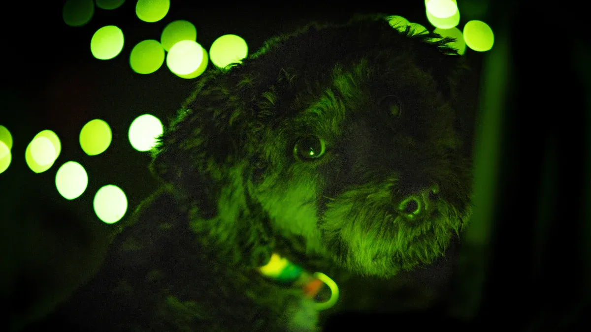 Illuminated collars: active light and governance