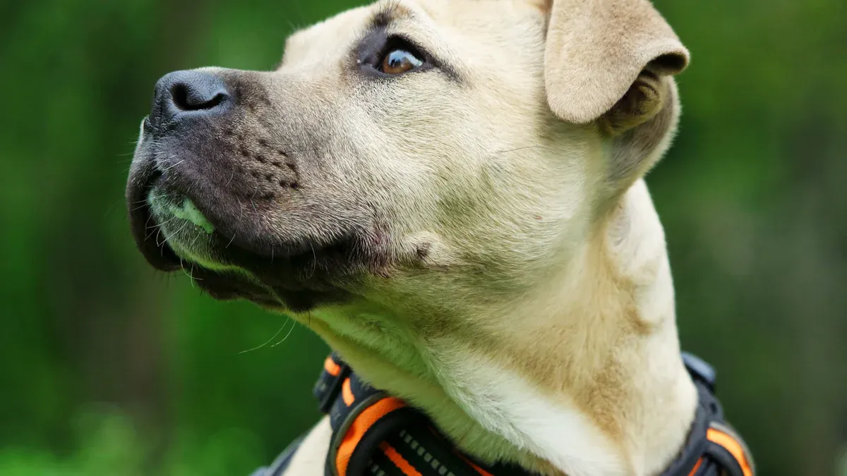 High Visibility Dog Collar Essentials