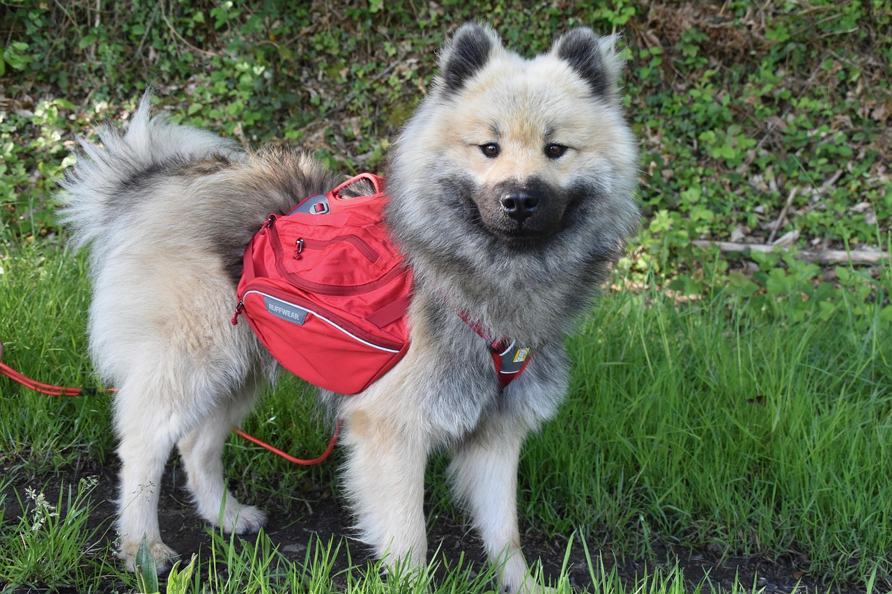 Pet Specialty Placement