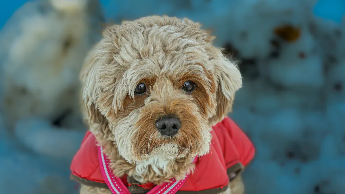 Dog Vest Seasonality Calendar & Retail Triggers