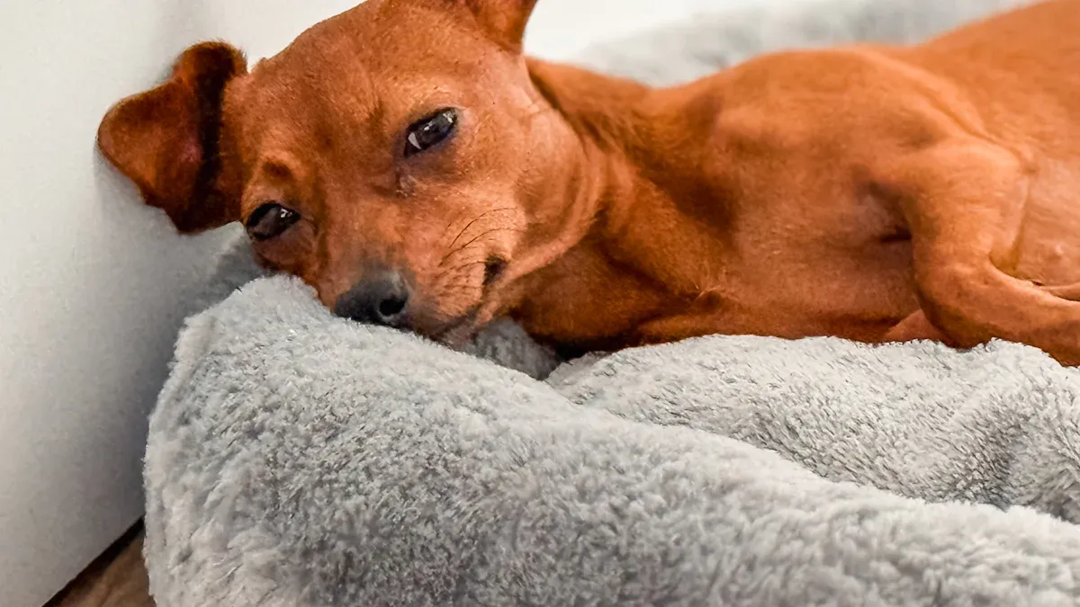 Dog Bed Fill and Comfort