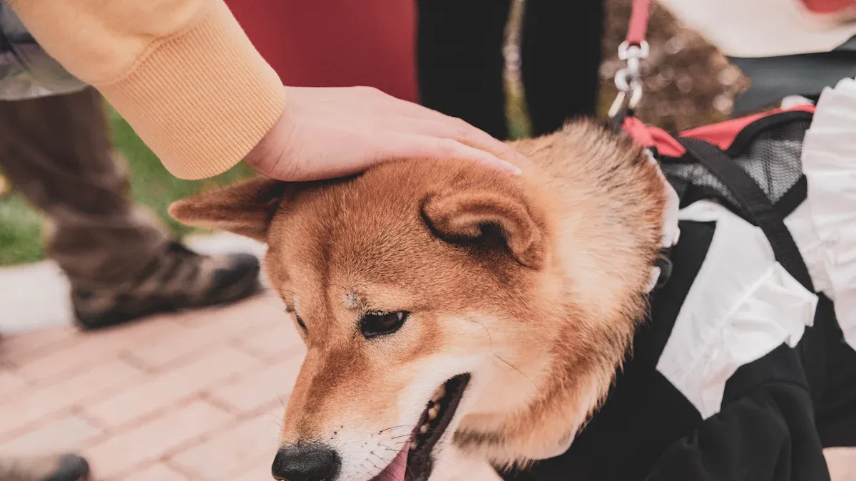 Images and Scale Cues for Dog Life Jackets
