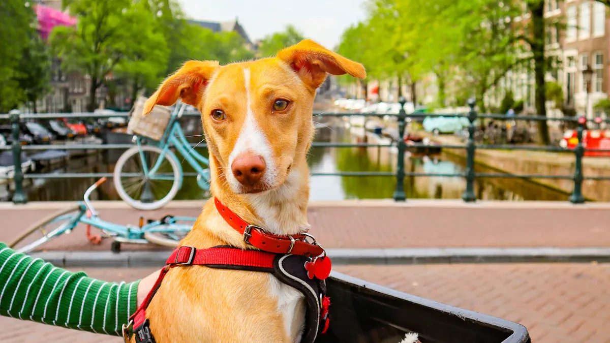 Types of Bicycle Dog Carriers and Suitability